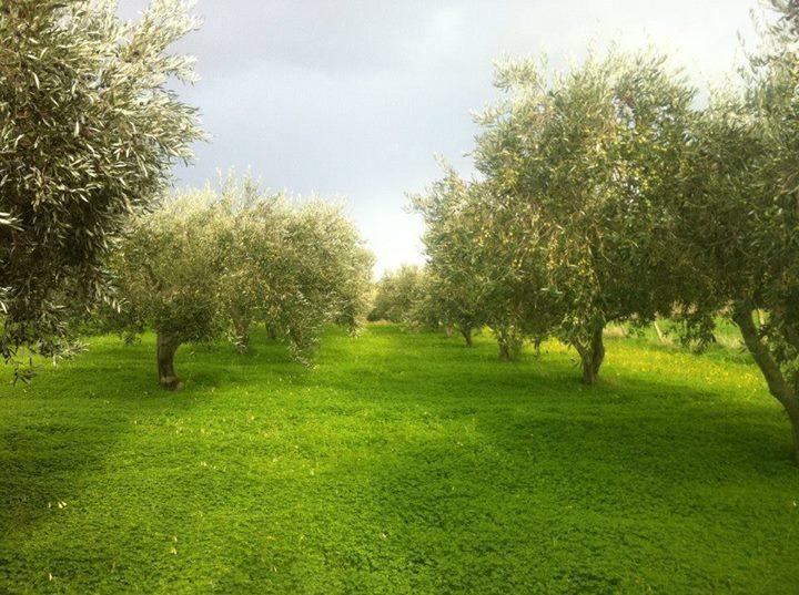 Agriturismo Ridocco Corleone Ngoại thất bức ảnh